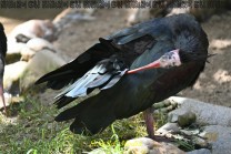 Waldrapp (Bild: Natalia Siedler)