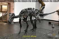 Der Dinosauriersaal verbindet eindrucksvolle Dimensionen mit Einblicken in die Forschung (Bild: Natalia Siedler)