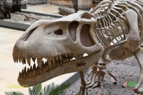 Der Dinosaurierschädel zeigt eindrucksvoll die Anpassung von Gebiss und Körperbau. (Bild: Stefan Siedler)