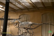 Dinosaurierskelette vermitteln einen Eindruck von der Tierwelt vergangener Erdzeitalter. (Bild: Natalia Siedler)
