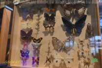 Schmetterlinge und Käfer zeigen den außergewöhnlichen Formenreichtum der Insektenwelt. (Bild: Natalia Siedler)