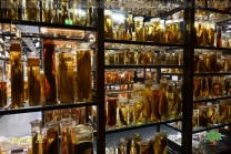 Dicht gefüllte Sammlungsschränke lassen den Umfang der naturwissenschaftlichen Bestände erkennen. (Bild: Natalia Siedler)