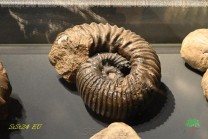 Fossile Ammoniten gehören zu den wichtigen Zeugnissen früherer Meereswelten. (Bild: Natalia Siedler)