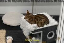 Katzen und Hunde gehören zu den Attraktionen der Heimtier Messe. (Bild: Stefan Siedler)