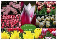 10. Gönninger Tulpenblüte und Ausstellung  