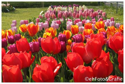 Samen-Fetzer Tulpenfeld