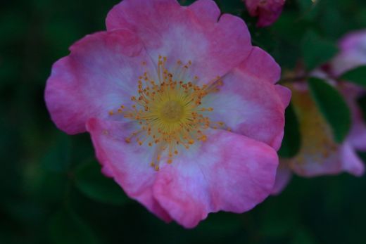 Zahlreiche Pflanzen im Klostergarten