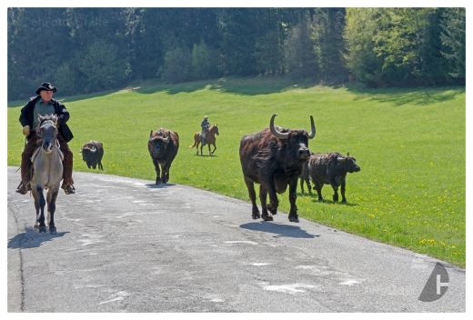 Weideauftrieb in Schwäbische Alb